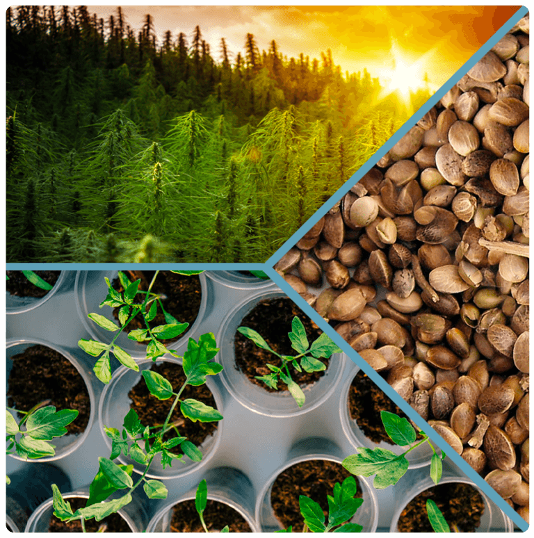 sun soaked hemp plant field with clones and seeds