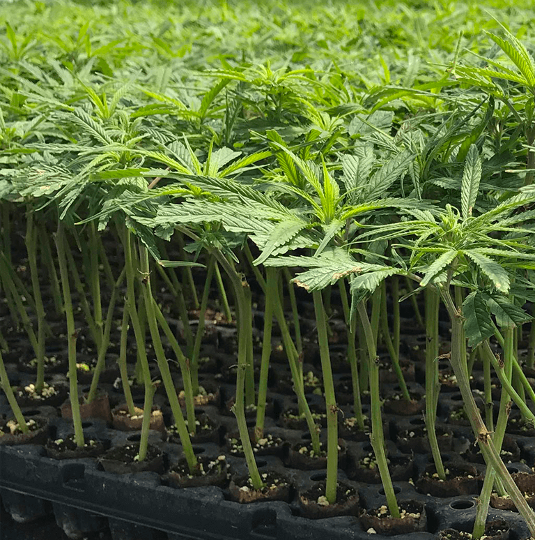 hemp clone plants